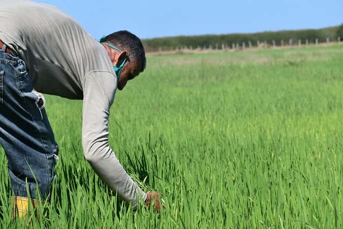 Iniciativas reviven el sueño arrocero en Zabalo