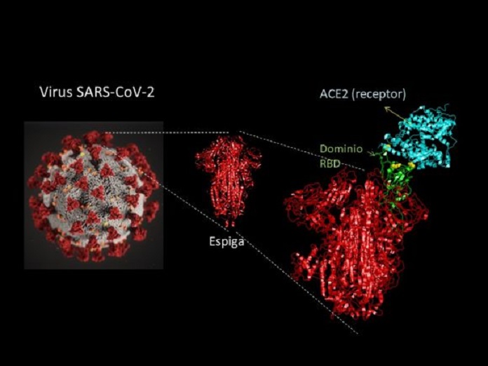 Lo que debe conocer sobre los cuatro candidatos vacunales cubanos contra la COVID-19 (+ Video)