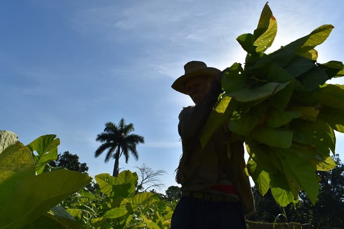 Primera cosecha, y no va nada mal (+Fotos)