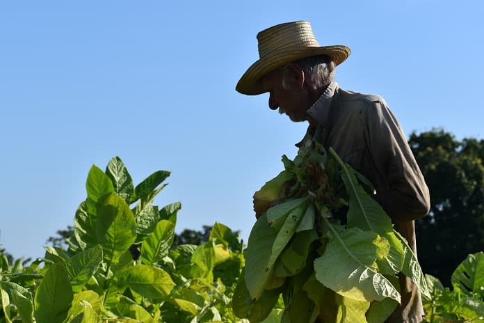 El cultivo del tabaco lleva mucho amor, dice José Iglesias