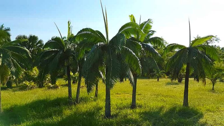 Convocan en Las Tunas a desarrollar proyectos para solucionar problemas ambientales