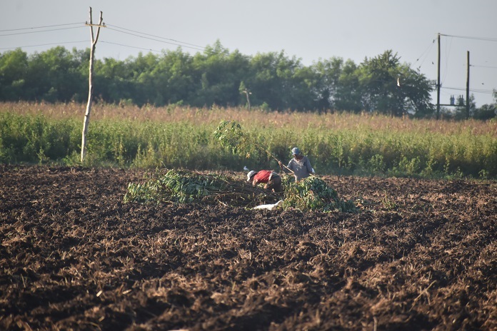 Agrociencia: Las fases lunares en la agricultura