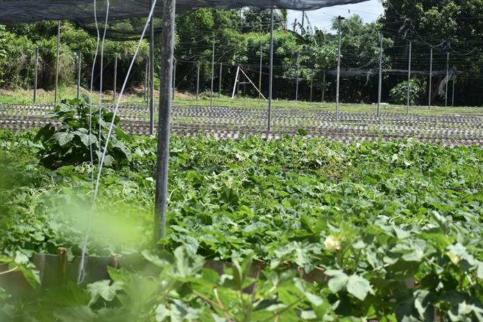 Agricultura Urbana, lo que resta por hacer