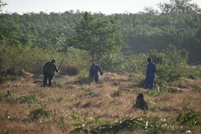 Agropecuarios tuneros contra la sequía y el marabú