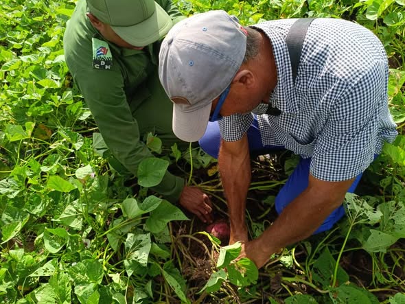 Jobabo: Chequean recuperación de programas agrícolas 1 584788080 25202767596023120 1662018252792449466 n