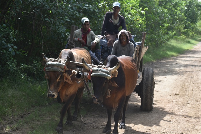 Rostros de campo 10 DSC 0013