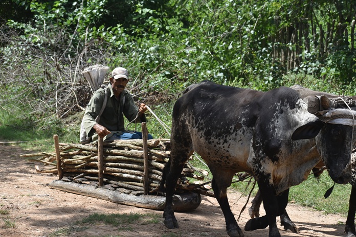 Rostros de campo 12 DSC 0053
