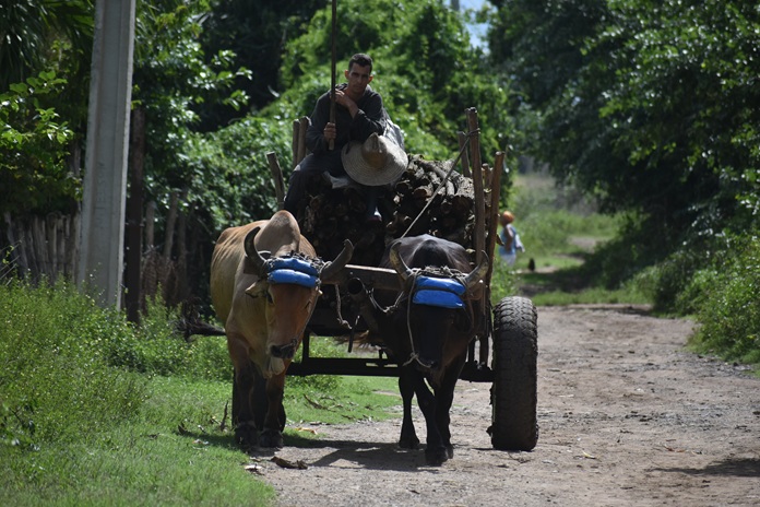 Rostros de campo 6 DSC 0754