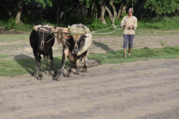 Rostros de campo 8 DSC 1056