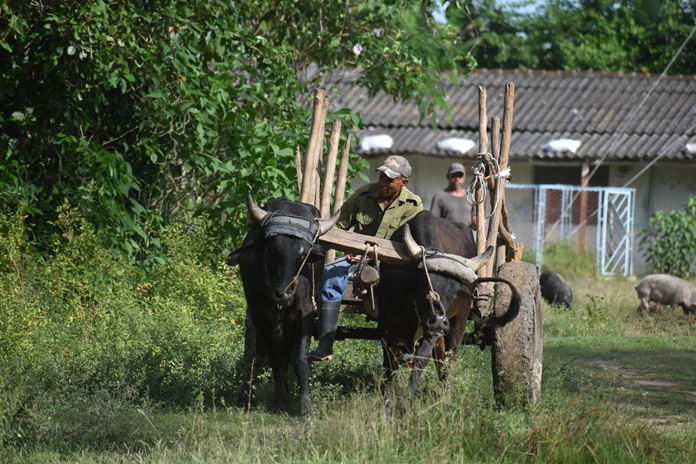Rostros de campo 3 DSC 1117