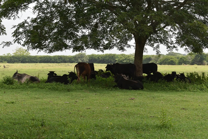Ganadería en la mira