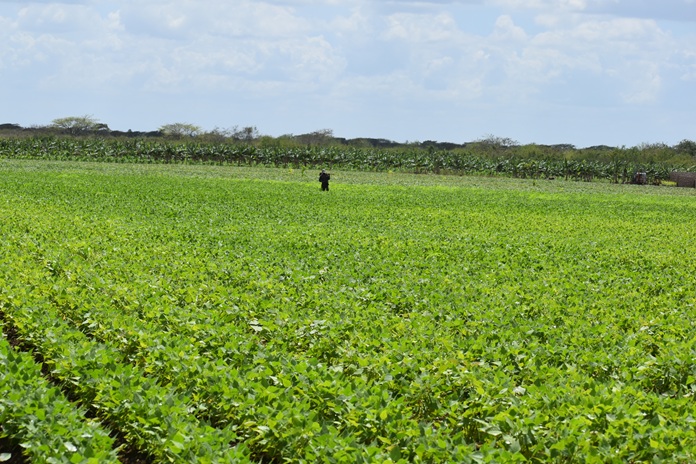 Ciencia, sostenibilidad y transformación: la agricultura que necesita Jobabo