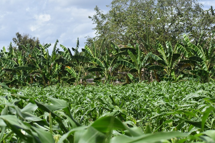 Agricultura con ciencia