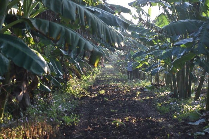 Ciencia, sostenibilidad y transformación: la agricultura que necesita Jobabo 2 DSC 0599